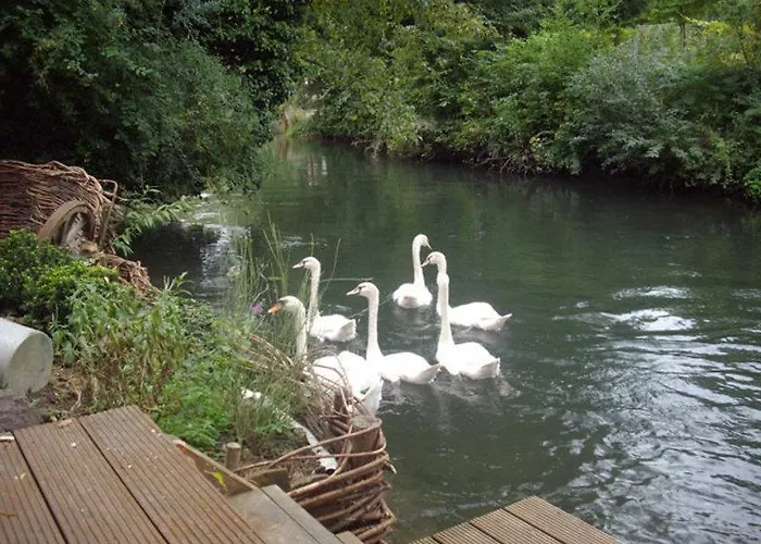 Klatt_gallus * 마이젠하임